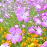 アグロステンマ