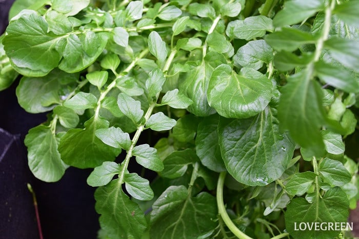 プランタークレソン プランタークレソン