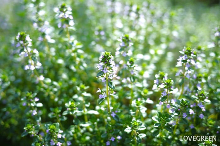 レモンタイム小 タイム