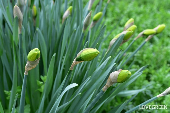 ラッパスイセン ラッパスイセン