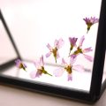 桜の押し花の作り方