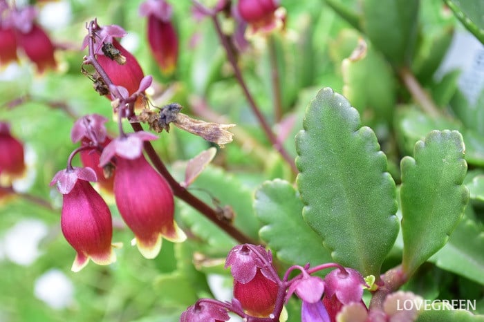 カランコエ・ウェンディ2 カランコエ・ウェンディ