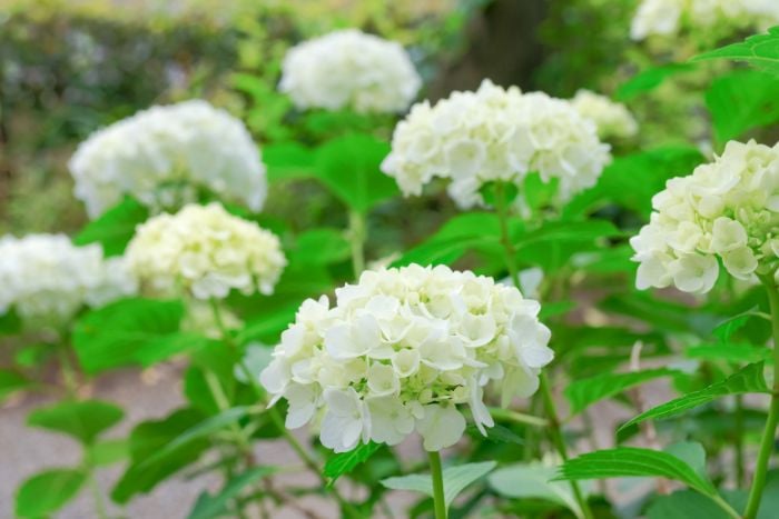 canva 紫陽花　白