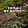 家庭菜園特集　夏野菜