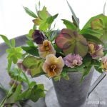 クリスマスローズ