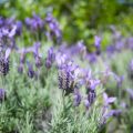 5月の庭で咲く花や花木と季節の変わり目の庭仕事