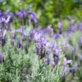 5月の庭で咲く花や花木と季節の変わり目の庭仕事