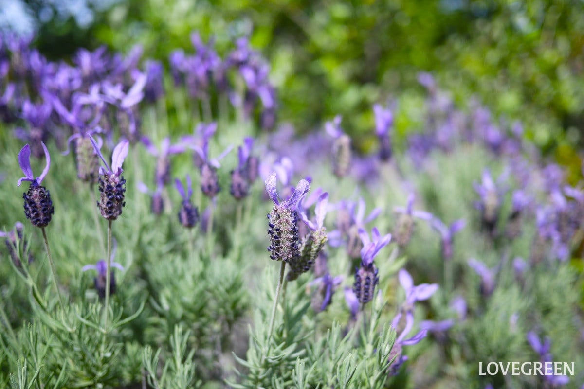5月の庭で咲く花や花木と季節の変わり目の庭仕事
