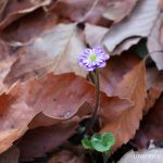 ユキワリソウ ミスミソウ