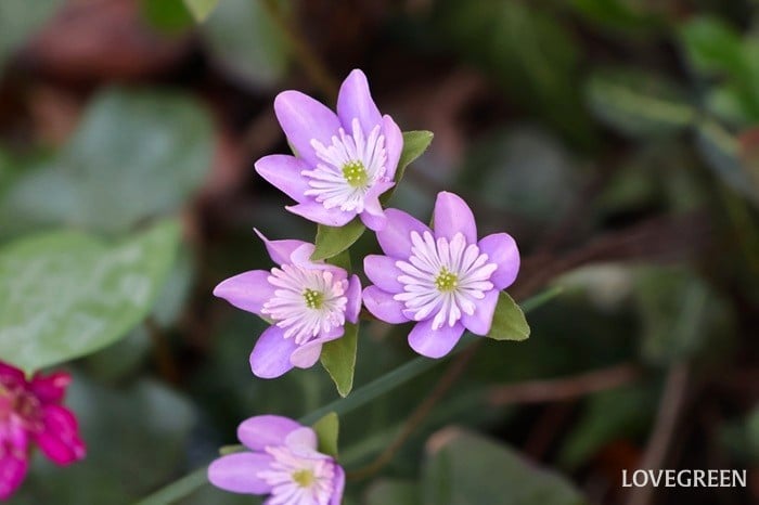ユキワリソウ ミスミソウ 雪割草 ユキワリソウ ミスミソウ 雪割草