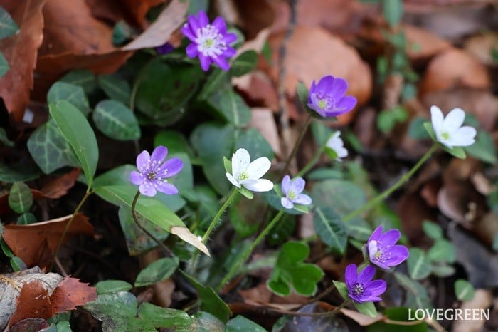 ユキワリソウ ミスミソウ ユキワリソウ ミスミソウ