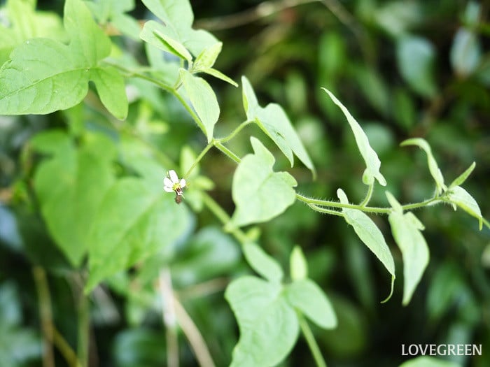 ヒヨドリジョウゴ2小 ヒヨドリジョウゴ