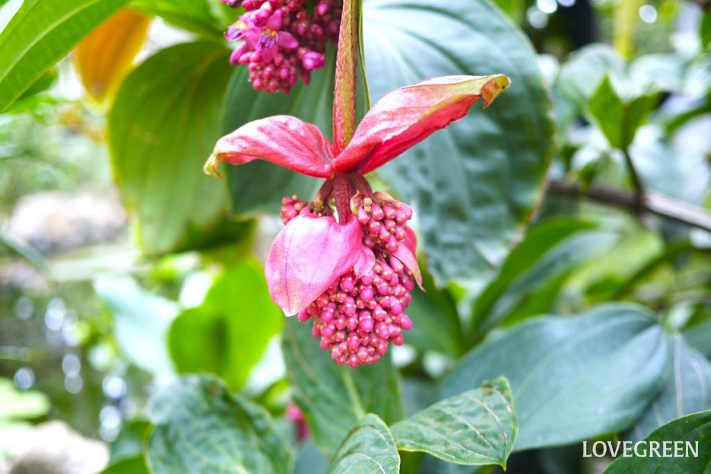 メディニラ・マグニフィカtop小 花が咲く観葉植物一覧|インテリアにおすすめの種類