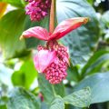 花が咲く観葉植物一覧｜インテリアにおすすめの種類