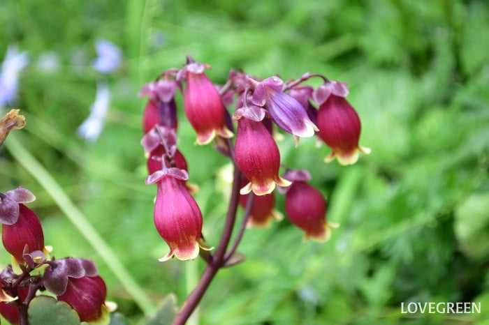 カランコエ・ウェンディ3 カランコエ・ウェンディ