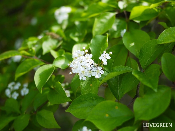 アジサイに似た花｜カマツカ