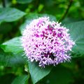 アジサイに似た花｜色別に特徴と違いや見分け方を紹介
