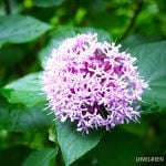 アジサイに似た花｜色別に特徴と違いや見分け方を紹介