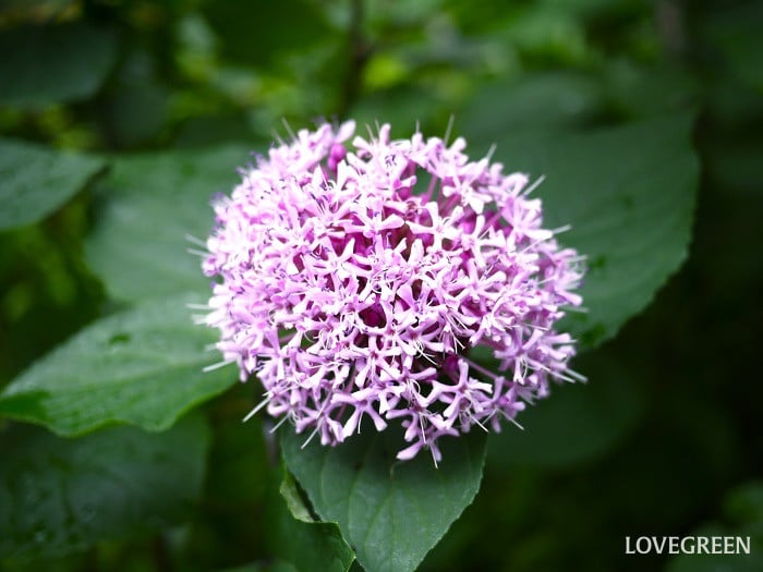 アジサイに似た花｜ボタンクサギ