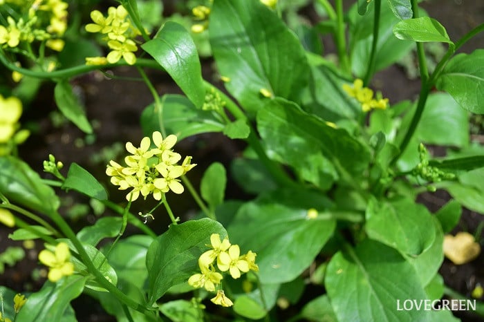 アスパラ菜2 アスパラ菜