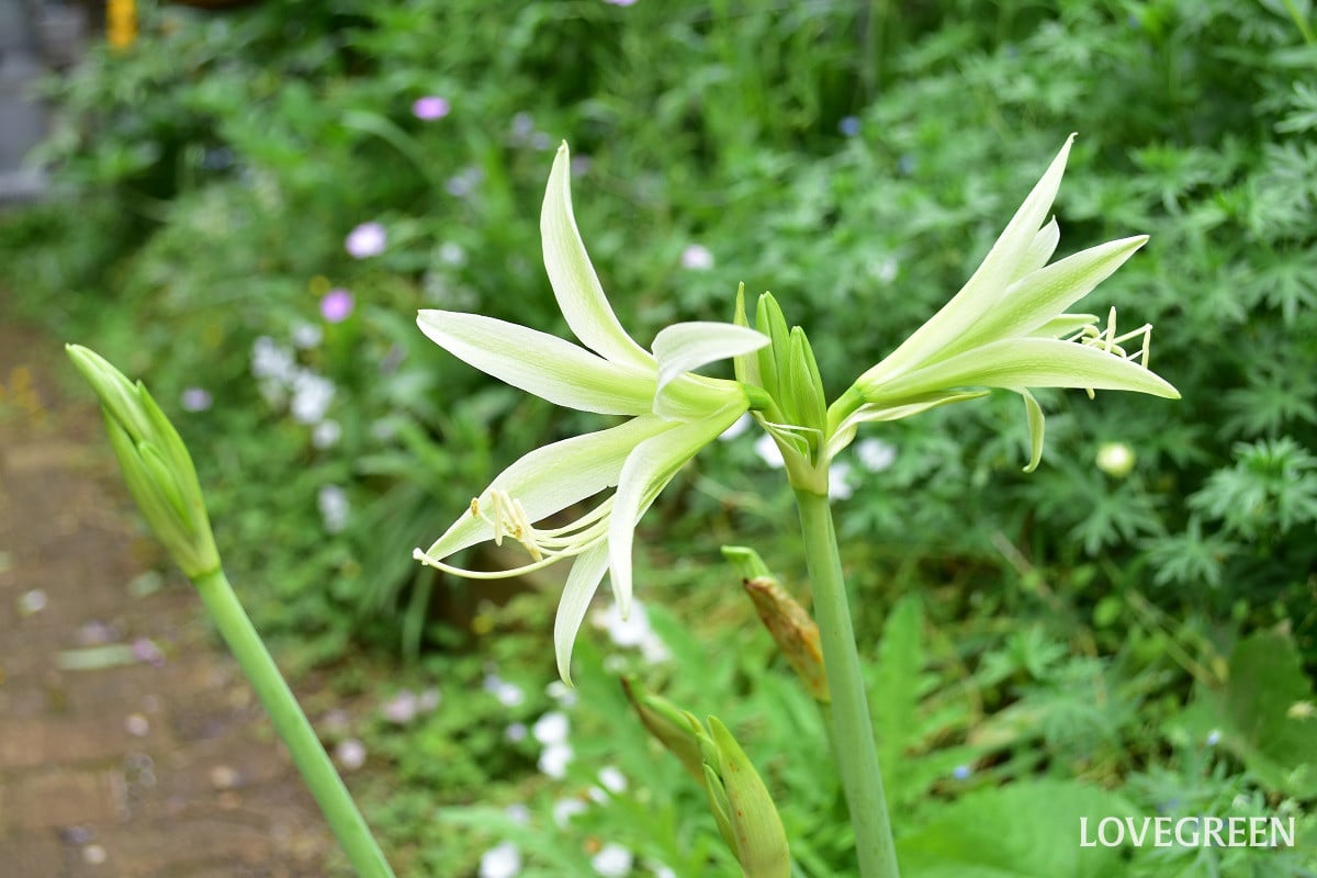 マジックアマリリス｜花が終わったあとの処理と次の開花まで
