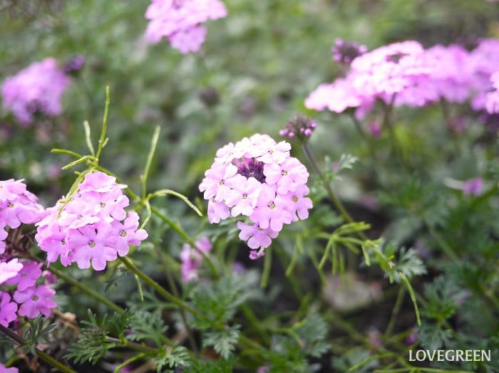 アジサイに似た花｜バーベナ
