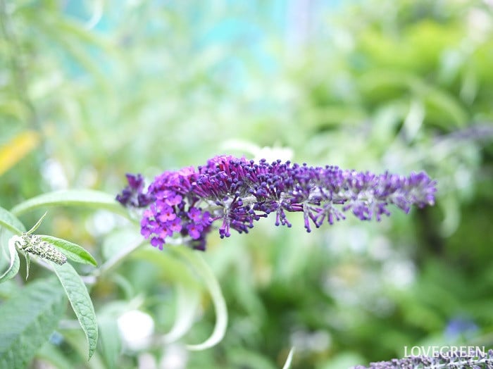 夏のベランダで咲く紫の花｜ブットレア