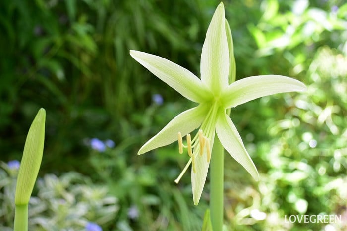 マジックアマリリス　花が終わったら