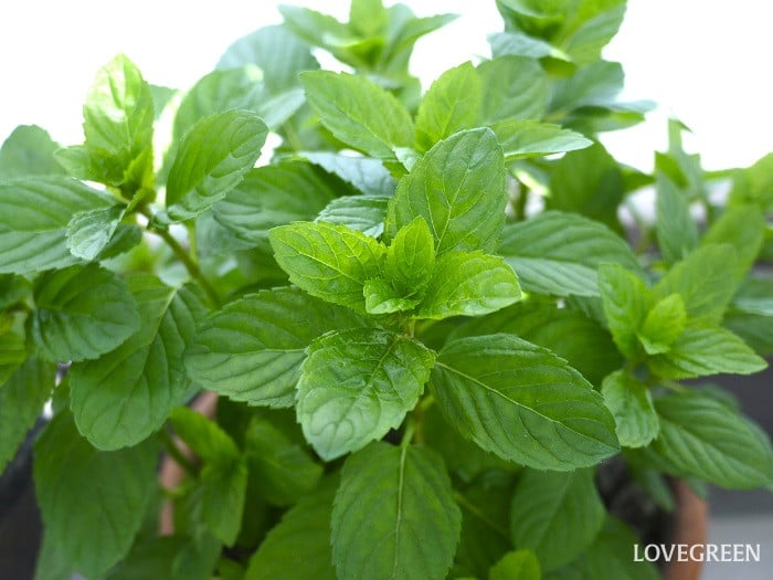 香味野菜｜ミント