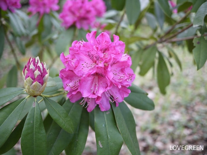 シャクナゲ小 シャクナゲ