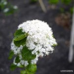 アジサイに似た花｜ガマズミ