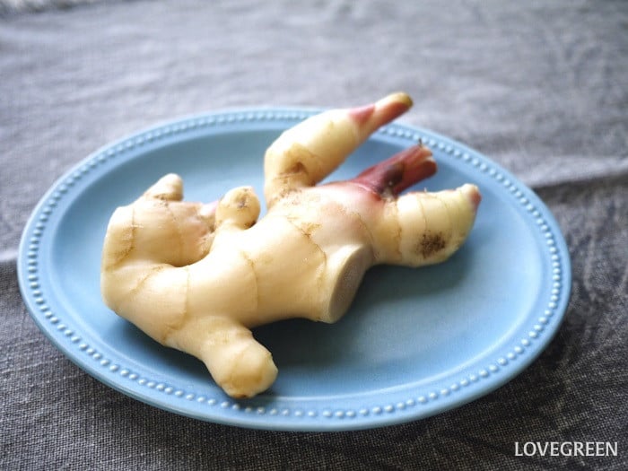 しょうが(生姜)小 生姜(ショウガ)