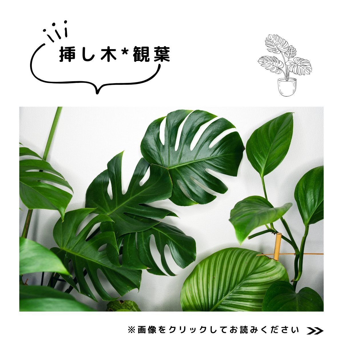 挿し木特集　観葉植物