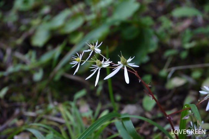 ダイモンジソウ小 ダイモンジソウ