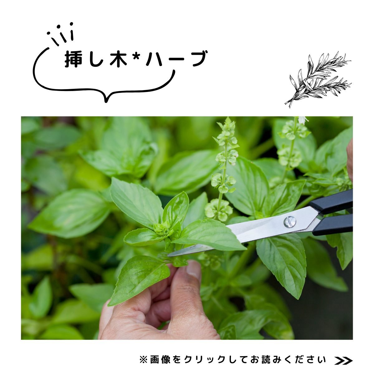 挿し木特集　ハーブ