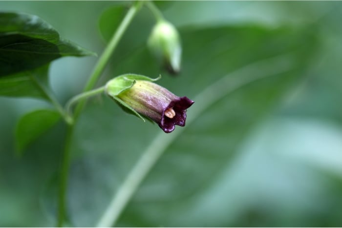 毒のある植物｜ベラドンナ