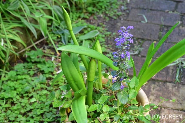 マジックアマリリス　花が終わったら
