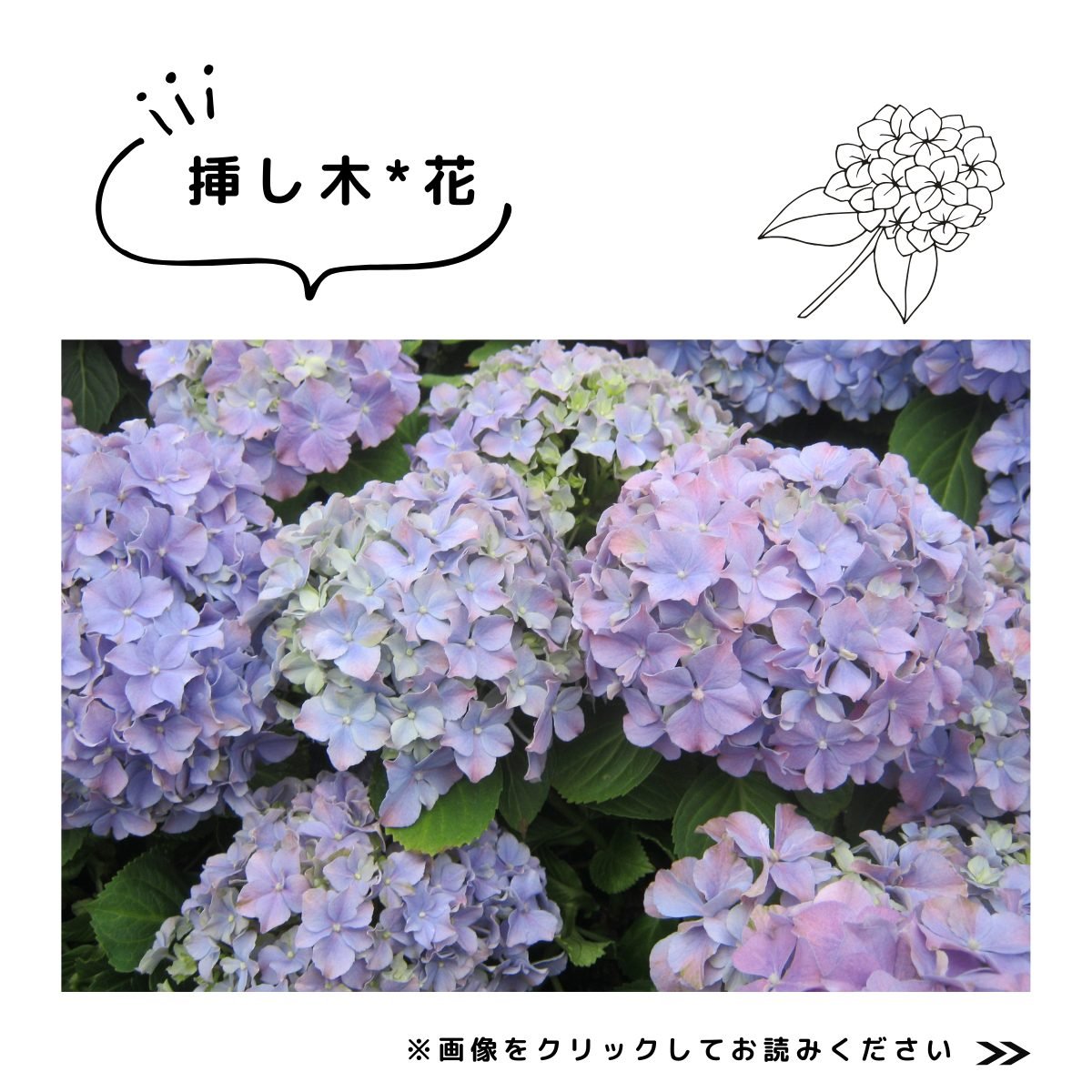 挿し木特集　花
