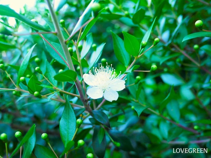 常緑低木一覧|イングリッシュガーデンにおすすめの木や花が咲く種類 | LOVEGREEN(ラブグリーン)