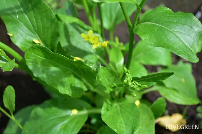 アスパラ菜1 アスパラ菜