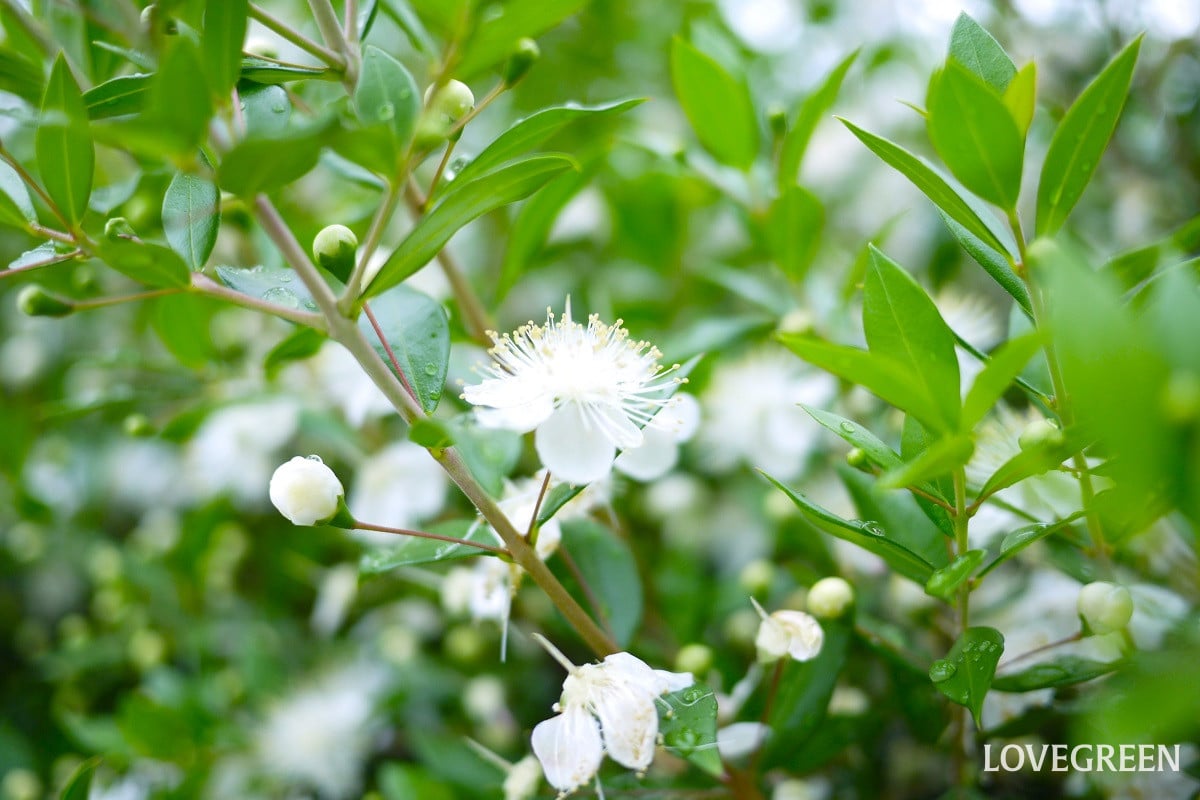 常緑低木一覧｜イングリッシュガーデンにおすすめの木や花が咲く種類