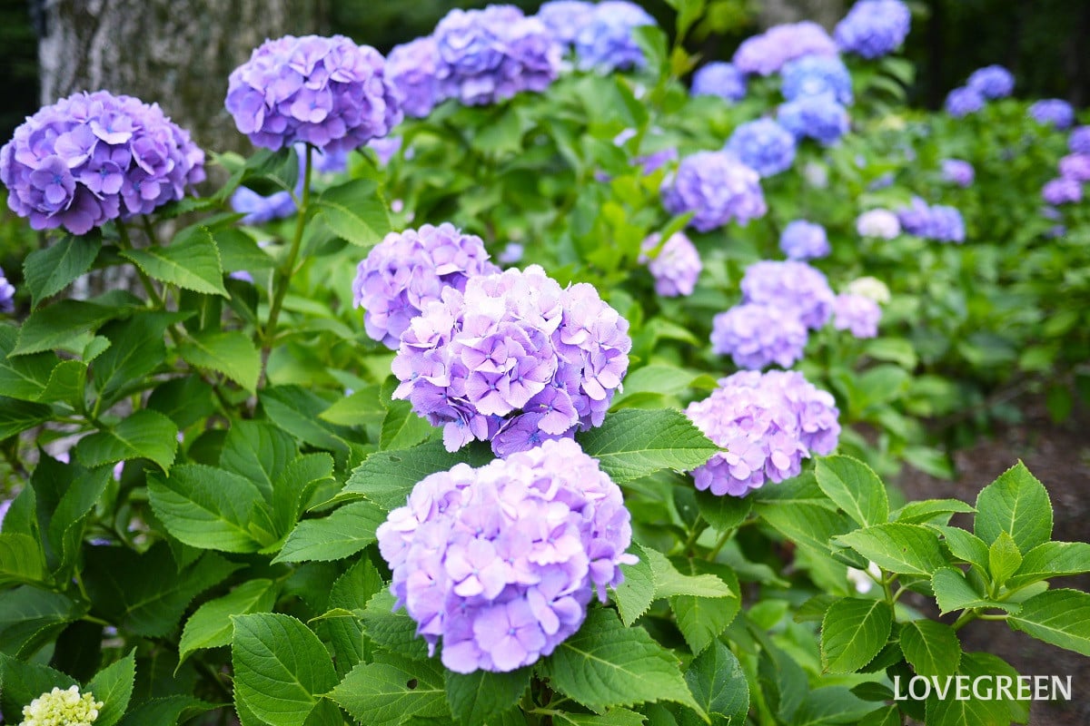 6月の庭で咲く花や花木と梅雨の晴れ間の庭仕事