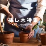 挿し木特集2025.5