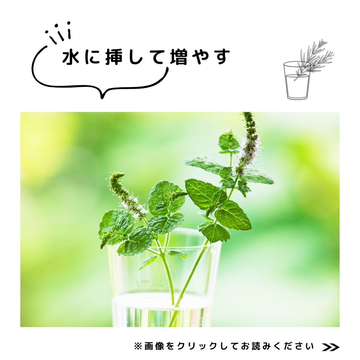 挿し木　水挿し