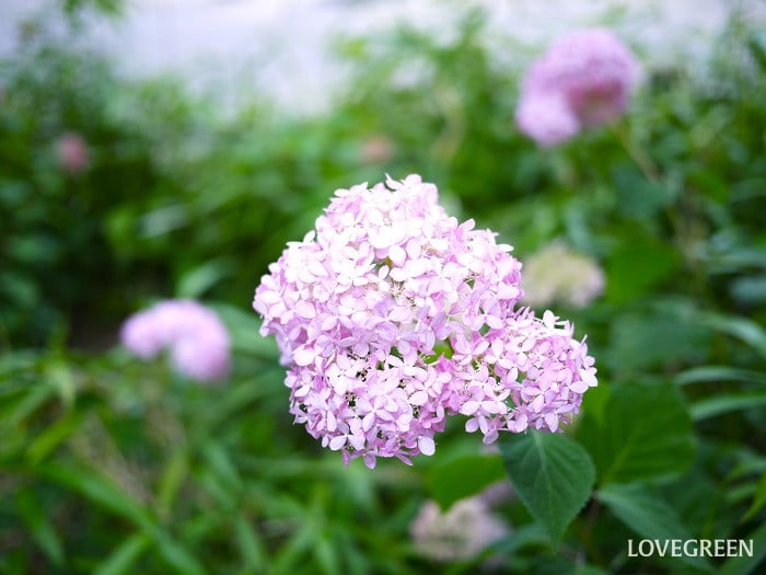 アジサイに似た花｜ピンクアナベル