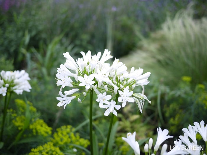 アガパンサス小 6月の庭で咲くアガパンサス