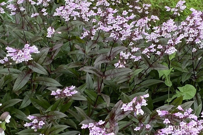 ペンステモン・ダークタワーズ ペンステモン・ダークタワーズ