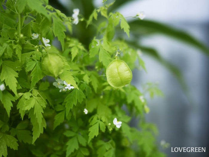 夏のベランダで咲く白い花｜フウセンカズラ