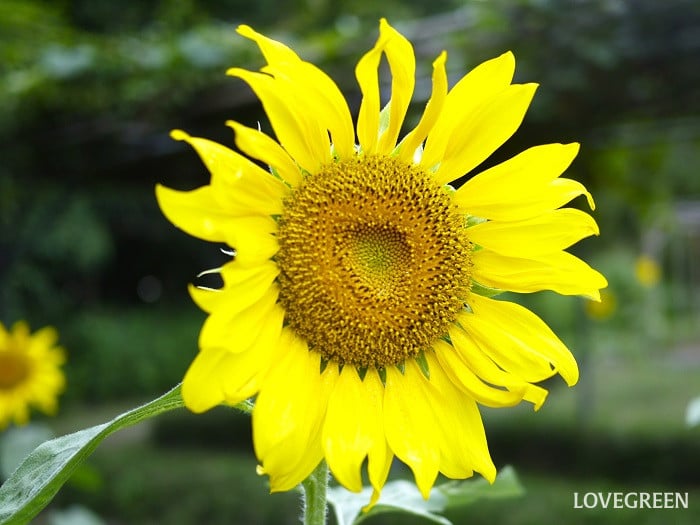 夏のベランダで咲く黄色い花｜ヒマワリ
