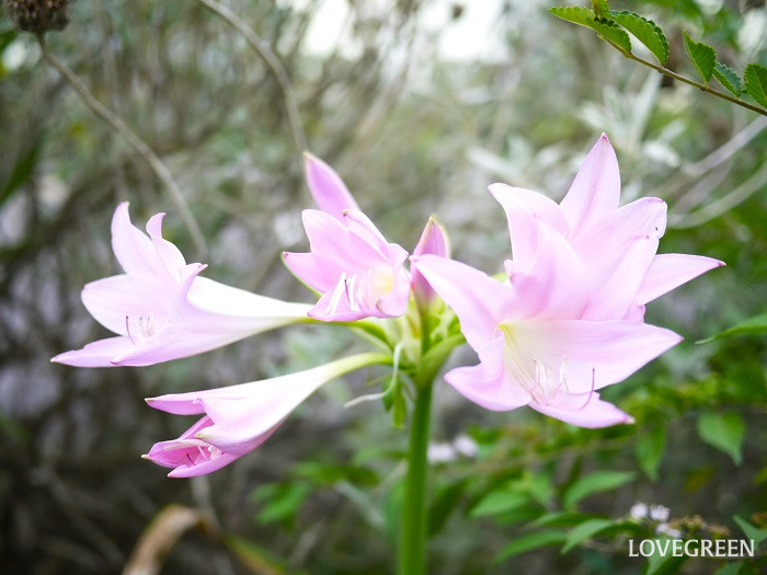 アマクリナム小 アマクリナム